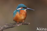 IJsvogel (Alcedo atthis)