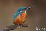 IJsvogel (Alcedo atthis)