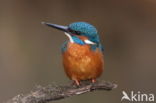 IJsvogel (Alcedo atthis)