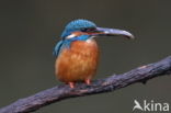 IJsvogel (Alcedo atthis)