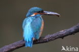 IJsvogel (Alcedo atthis)