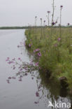 Kale jonker (Cirsium palustre)