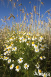 Camomile (Matricaria spec.)