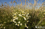 Camomile (Matricaria spec.)