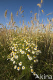 Camomile (Matricaria spec.)