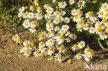 Camomile (Matricaria spec.)