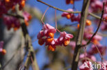 Spindle (Euonymus hamiltonianus)