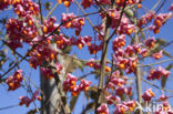 Spindle (Euonymus hamiltonianus)