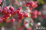 Spindle (Euonymus hamiltonianus)