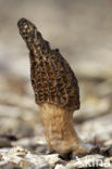 Kegelmorielje (Morchella elata) 