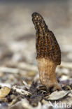 Kegelmorielje (Morchella elata) 