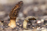 Kegelmorielje (Morchella elata) 