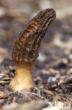 Kegelmorielje (Morchella elata) 