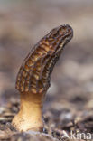 Kegelmorielje (Morchella elata) 