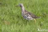 Ruff (Philomachus pugnax)