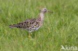Ruff (Philomachus pugnax)