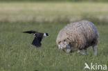 Lapwing (Vanellus vanellus)