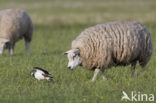 Lapwing (Vanellus vanellus)