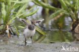 Lapwing (Vanellus vanellus)