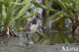 Lapwing (Vanellus vanellus)