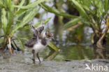 Lapwing (Vanellus vanellus)