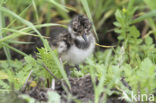 Lapwing (Vanellus vanellus)