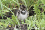 Lapwing (Vanellus vanellus)