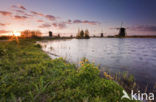 Kinderdijk