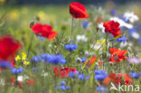 Klaproos (Papaver spec.)