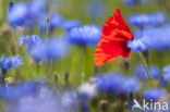 Poppy (Papaver spec.)