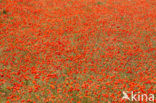 Poppy (Papaver spec.)