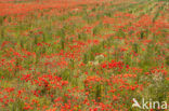 Poppy (Papaver spec.)