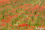 Poppy (Papaver spec.)