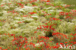 Klaproos (Papaver spec.)