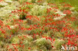 Klaproos (Papaver spec.)