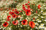 Klaproos (Papaver spec.)