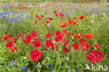 Klaproos (Papaver spec.)