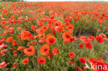 Poppy (Papaver spec.)