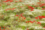 Poppy (Papaver spec.)