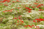 Klaproos (Papaver spec.)