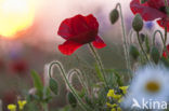 Klaproos (Papaver spec.)