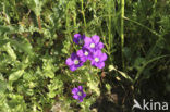 Klein spiegelklokje (Legousia hybrida) 