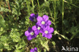 Klein spiegelklokje (Legousia hybrida) 