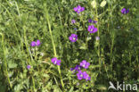 Klein spiegelklokje (Legousia hybrida) 