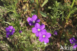 Klein spiegelklokje (Legousia hybrida) 