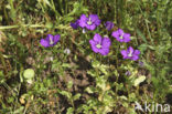 Klein spiegelklokje (Legousia hybrida) 