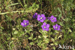 Klein spiegelklokje (Legousia hybrida) 