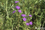 Klein spiegelklokje (Legousia hybrida) 