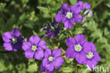 Klein spiegelklokje (Legousia hybrida) 