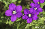 Klein spiegelklokje (Legousia hybrida) 